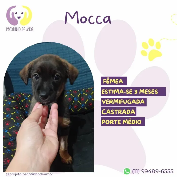 Cachorro ra a SRD-ViraLata idade 2 a 6 meses nome Mocca