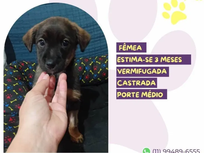 Cachorro ra a SRD-ViraLata idade 2 a 6 meses nome Mocca