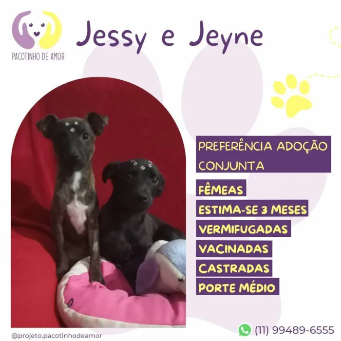Cachorro ra a SRD-ViraLata idade 2 a 6 meses nome Jessy e Jeyne