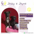 Jessy e Jeyne