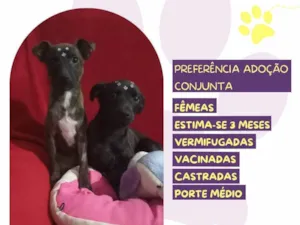 Cachorro raça SRD-ViraLata idade 2 a 6 meses nome Jessy e Jeyne
