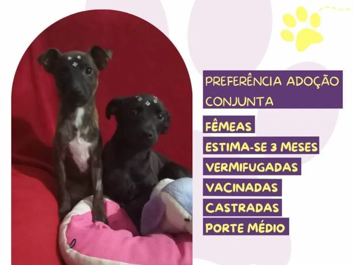Cachorro ra a SRD-ViraLata idade 2 a 6 meses nome Jessy e Jeyne