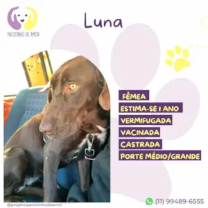 Cachorro raça SRD-ViraLata idade 1 ano nome Luna :)