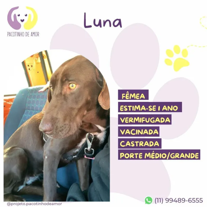 Cachorro ra a SRD-ViraLata idade 1 ano nome Luna :)