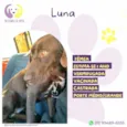 Luna :)