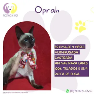 Gato raça Siamês idade 2 a 6 meses nome Oprah