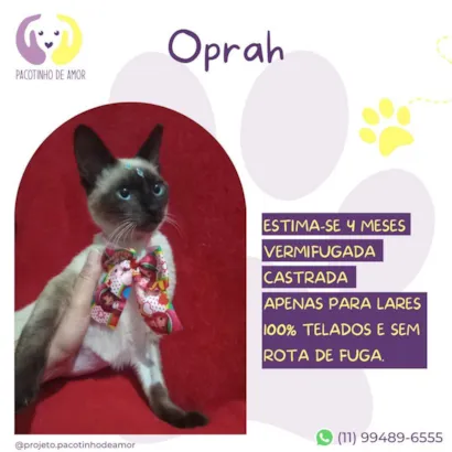 Gato raça Siamês idade 2 a 6 meses nome Oprah