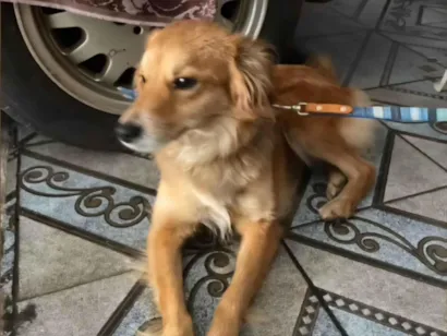 Cachorro raça SRD-ViraLata idade 7 a 11 meses nome Sem nome