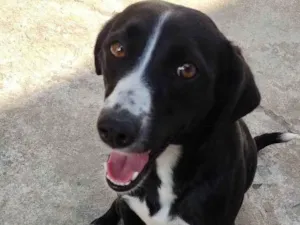 Cachorro raça SRD-ViraLata idade 5 anos nome Lua