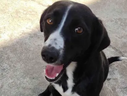 Cachorro raça SRD-ViraLata idade 5 anos nome Lua