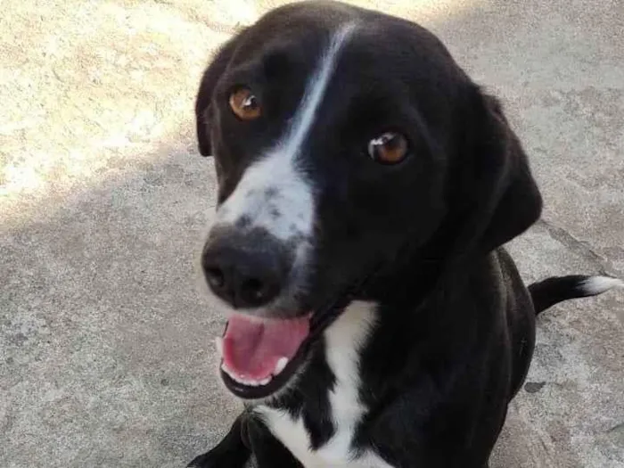 Cachorro ra a SRD-ViraLata idade 5 anos nome Lua