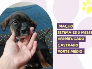 Cachorro raça SRD-ViraLata idade 2 a 6 meses nome Mocchiato
