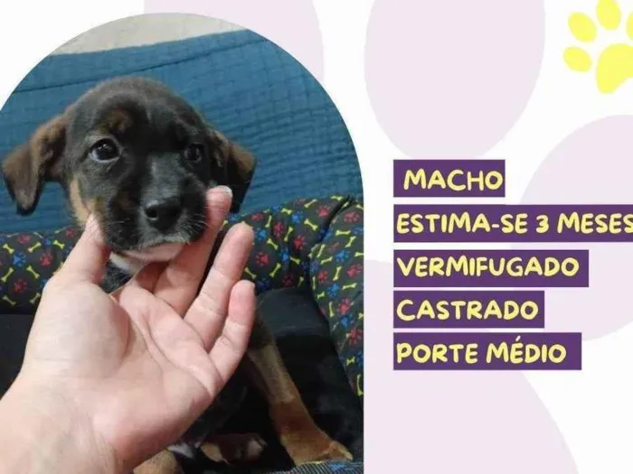 Cachorro ra a SRD-ViraLata idade 2 a 6 meses nome Mocchiato