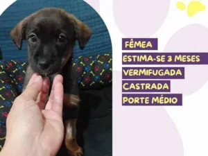 Cachorro raça SRD-ViraLata idade 2 a 6 meses nome Mocca