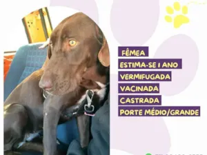 Cachorro raça SRD-ViraLata idade 1 ano nome Luna :)