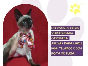 Gato raça Siamês idade 2 a 6 meses nome Oprah