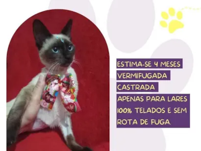 Gato raça Siamês idade 2 a 6 meses nome Oprah