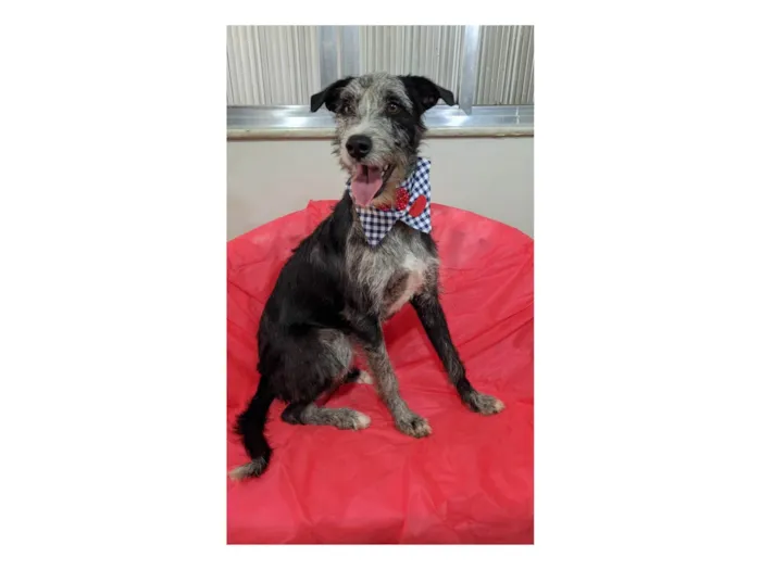 Cachorro ra a SRD-ViraLata idade 1 ano nome Juca