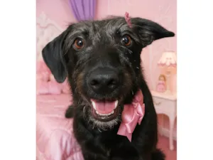 Cachorro raça SRD-ViraLata idade 1 ano nome Cacau