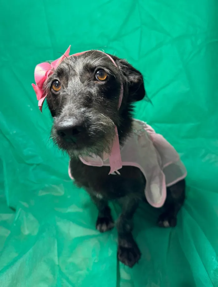 Cachorro ra a SRD-ViraLata idade 1 ano nome Cacau