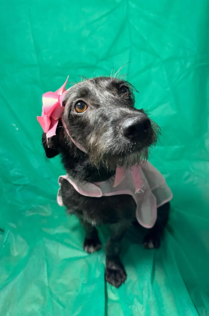 Cachorro ra a SRD-ViraLata idade 1 ano nome Cacau