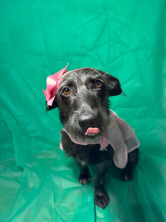 Cachorro ra a SRD-ViraLata idade 1 ano nome Cacau