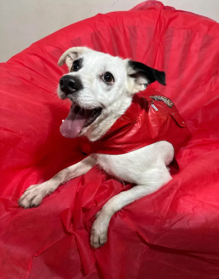 Cachorro ra a SRD-ViraLata idade 3 anos nome Boby