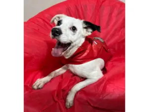 Cachorro raça SRD-ViraLata idade 3 anos nome Boby