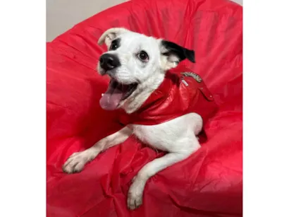 Cachorro raça SRD-ViraLata idade 3 anos nome Boby