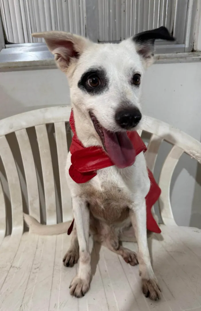 Cachorro ra a SRD-ViraLata idade 3 anos nome Boby