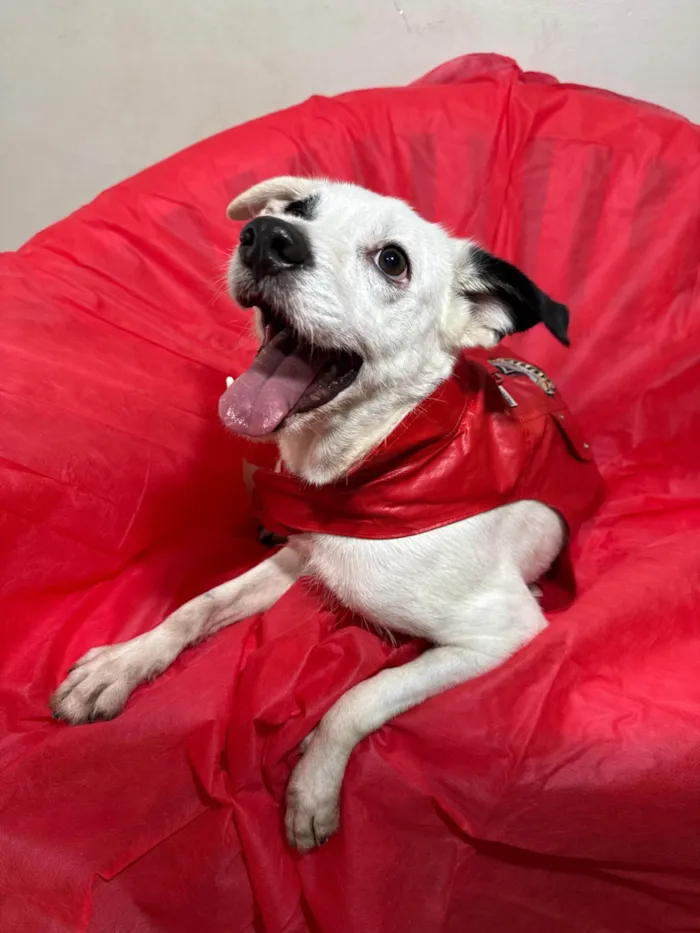 Cachorro ra a SRD-ViraLata idade 3 anos nome Boby