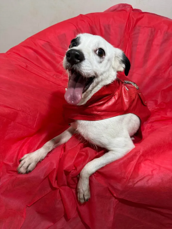 Cachorro ra a SRD-ViraLata idade 3 anos nome Boby