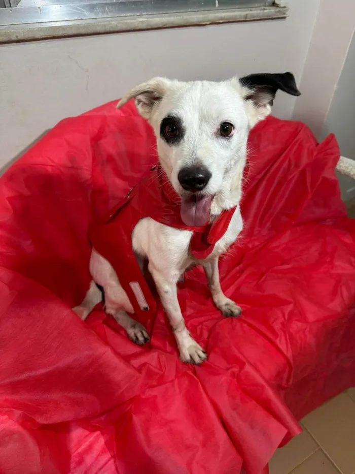 Cachorro ra a SRD-ViraLata idade 3 anos nome Boby