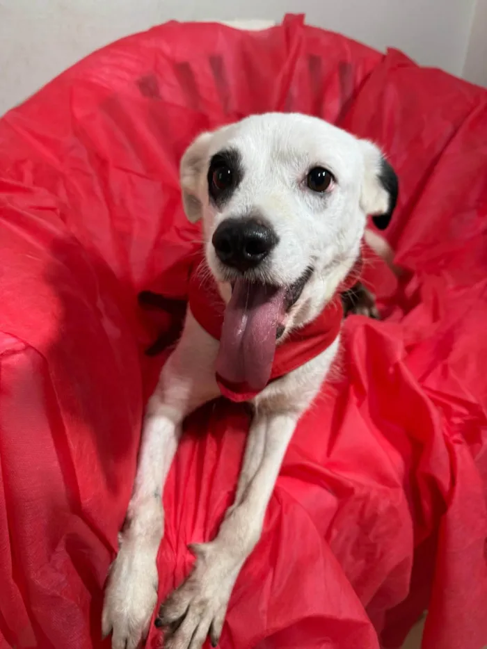 Cachorro ra a SRD-ViraLata idade 3 anos nome Boby