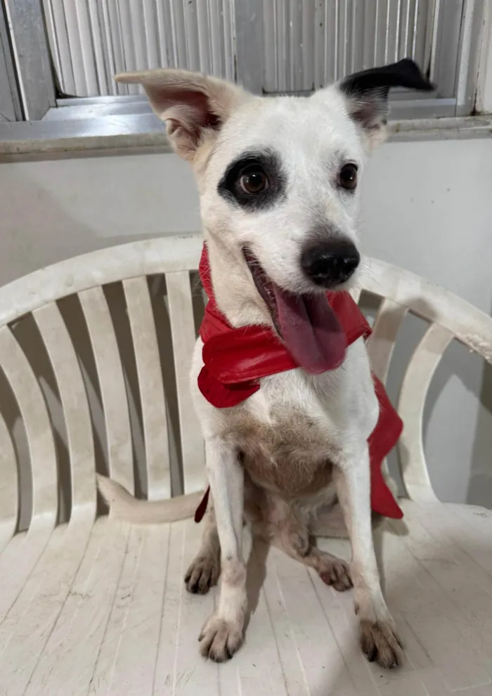 Cachorro ra a SRD-ViraLata idade 3 anos nome Boby