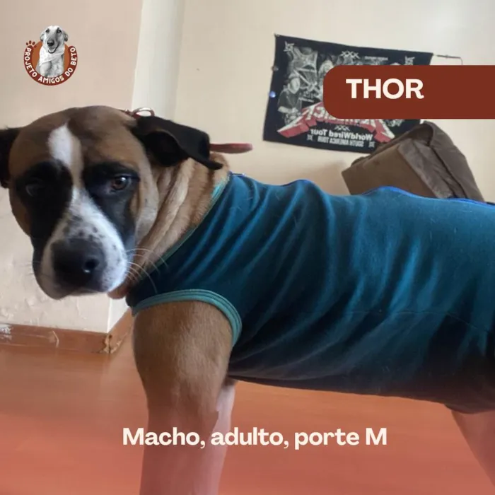 Cachorro ra a SRD-ViraLata idade 3 anos nome Thor