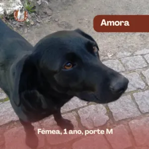 Cachorro raça SRD-ViraLata idade 1 ano nome Amora