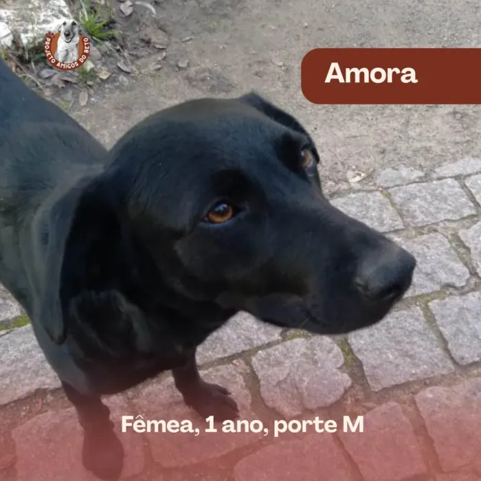 Cachorro ra a SRD-ViraLata idade 1 ano nome Amora