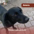 Amora