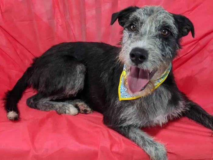 Cachorro ra a SRD-ViraLata idade 1 ano nome Juca