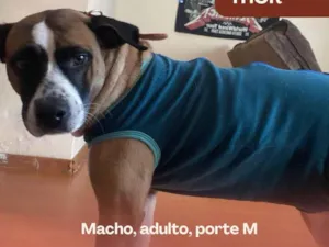 Cachorro raça SRD-ViraLata idade 3 anos nome Thor