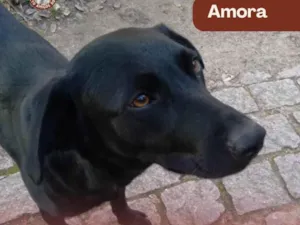 Cachorro raça SRD-ViraLata idade 1 ano nome Amora