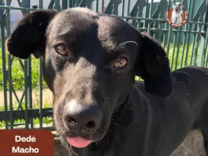 Cachorro raça SRD-ViraLata idade 2 anos nome Dedé
