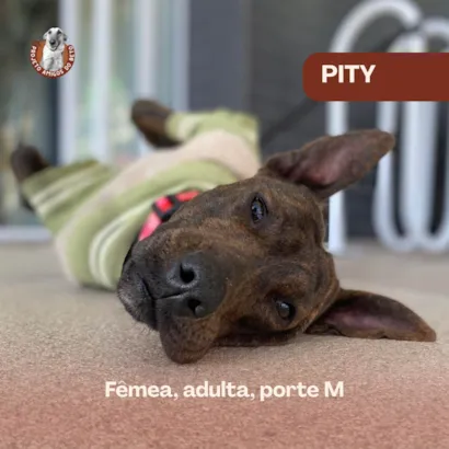 Cachorro raça SRD-ViraLata idade 2 anos nome Pity