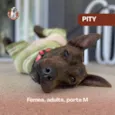 Pity