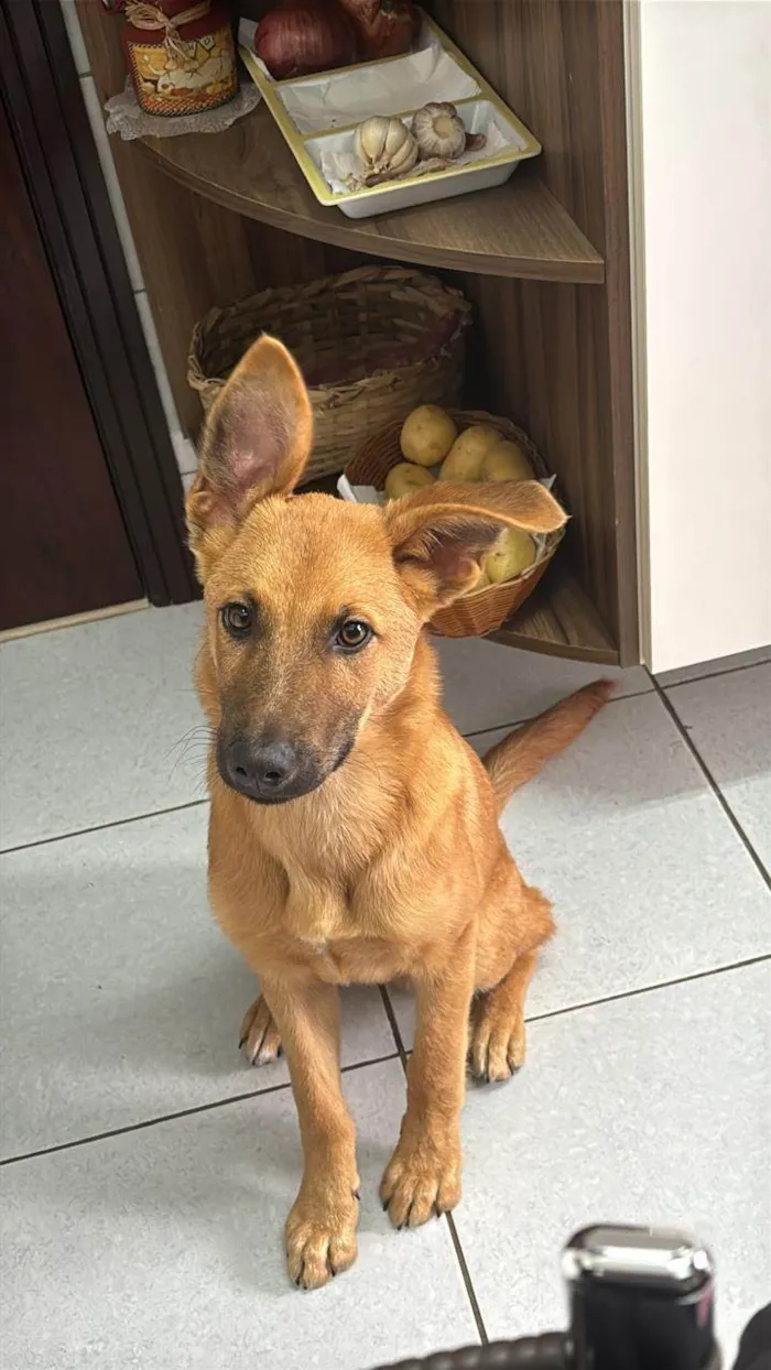 Cachorro ra a SRD-ViraLata idade 2 a 6 meses nome Frederico