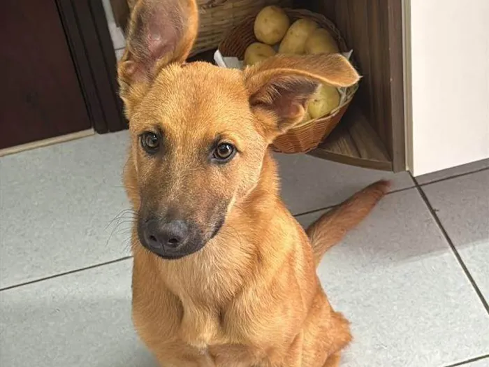 Cachorro ra a SRD-ViraLata idade 2 a 6 meses nome Frederico