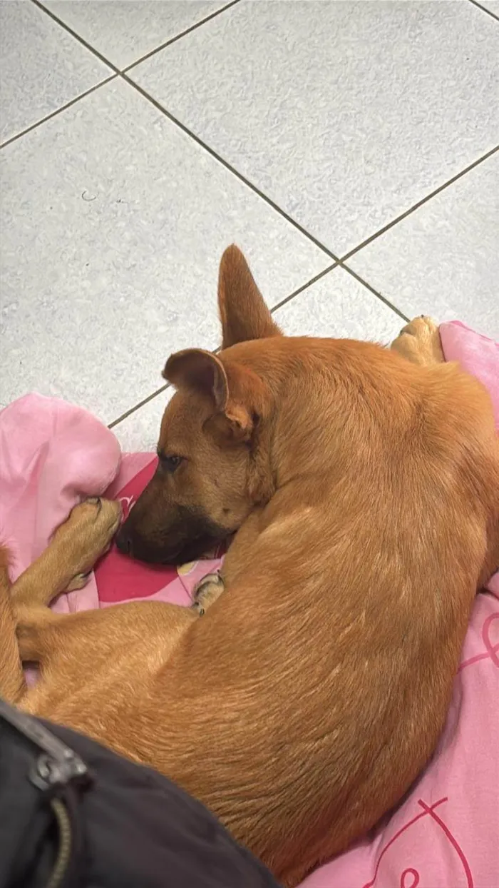 Cachorro ra a SRD-ViraLata idade 2 a 6 meses nome Frederico