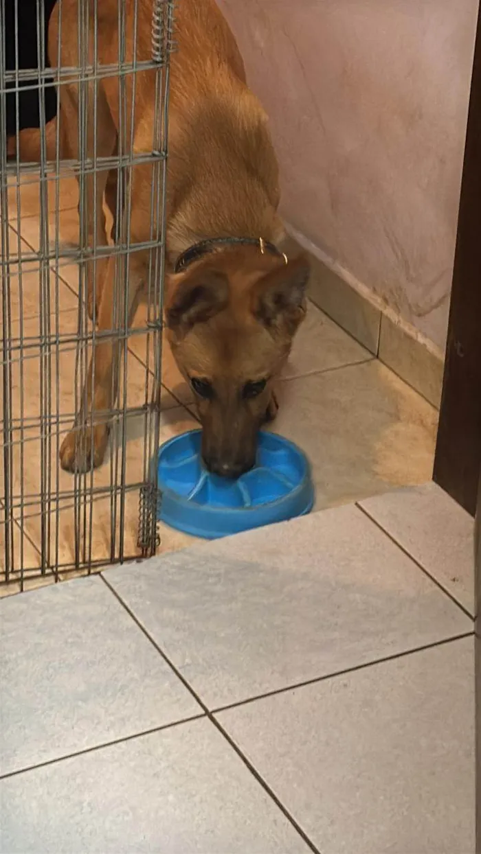 Cachorro ra a SRD-ViraLata idade 2 a 6 meses nome Frederico