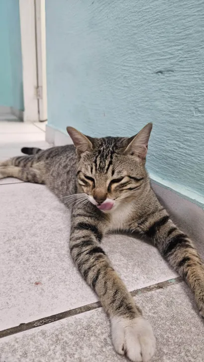 Gato raça SRD-ViraLata idade 2 anos nome Miau